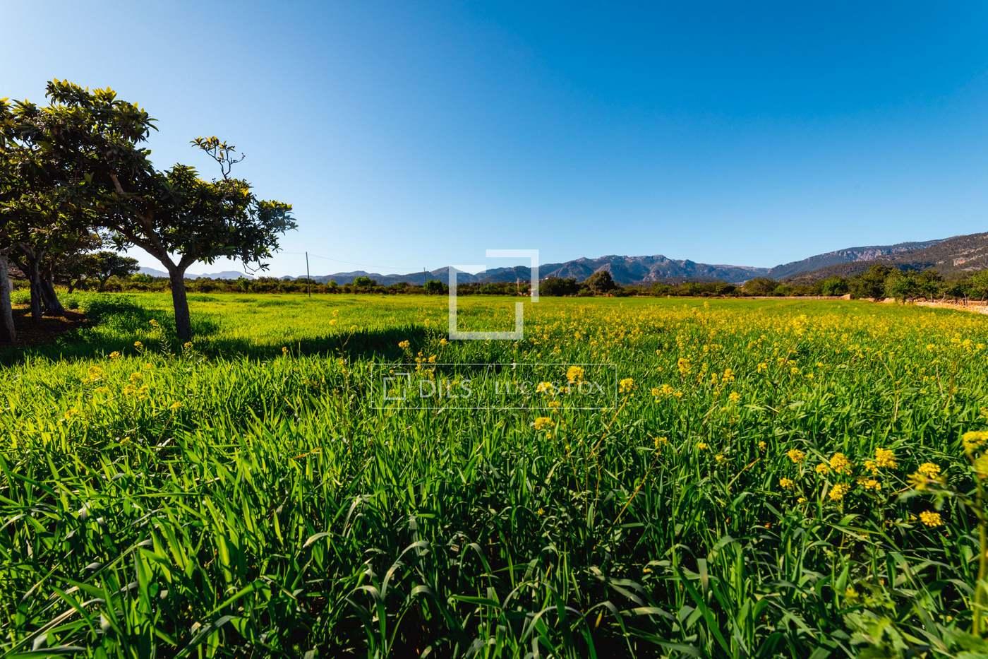 Plot for Sale in Bunyola