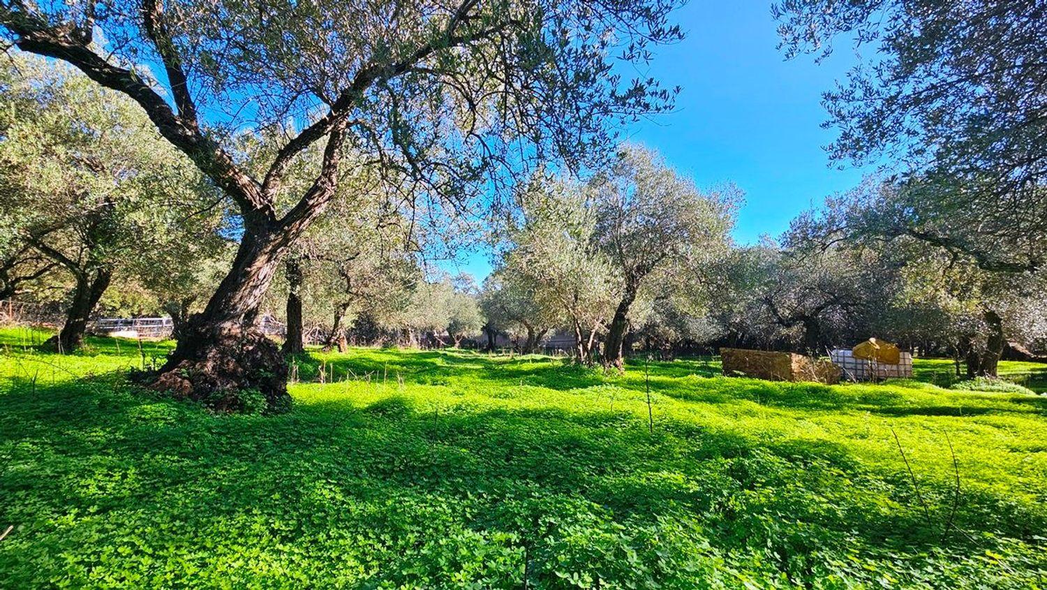 Building Site for Sale in Higuera de la Sierra