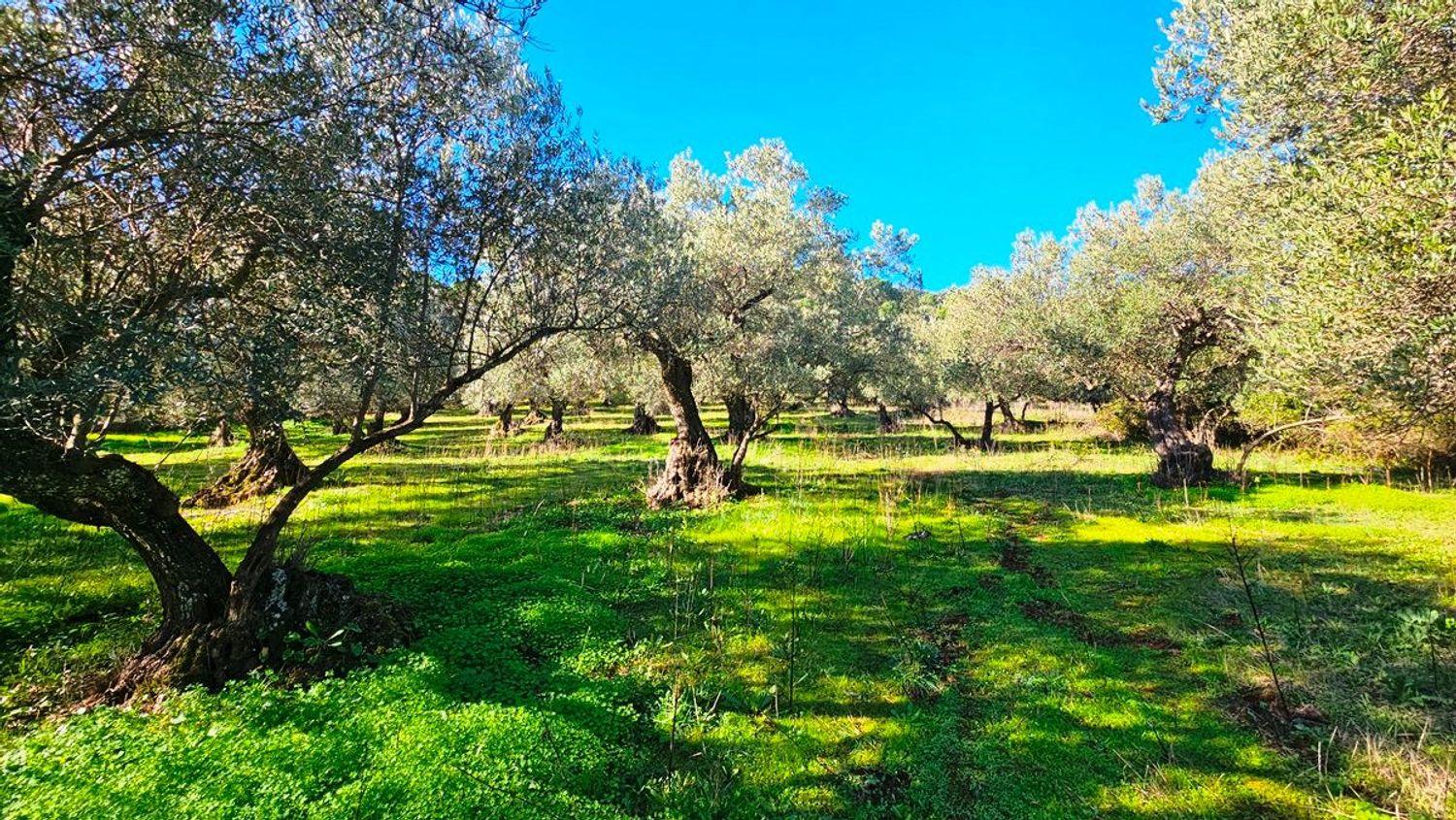 Building Site for Sale in Higuera de la Sierra