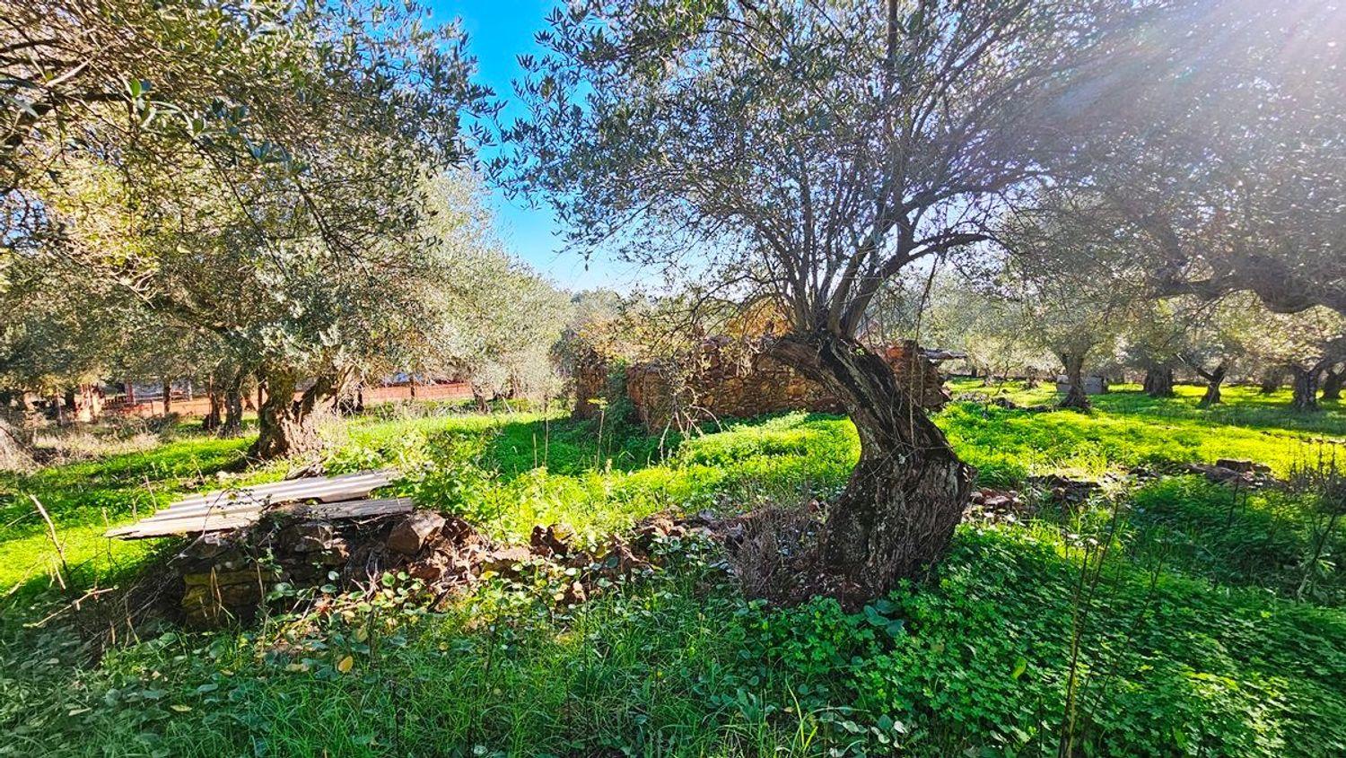 Building Site for Sale in Higuera de la Sierra