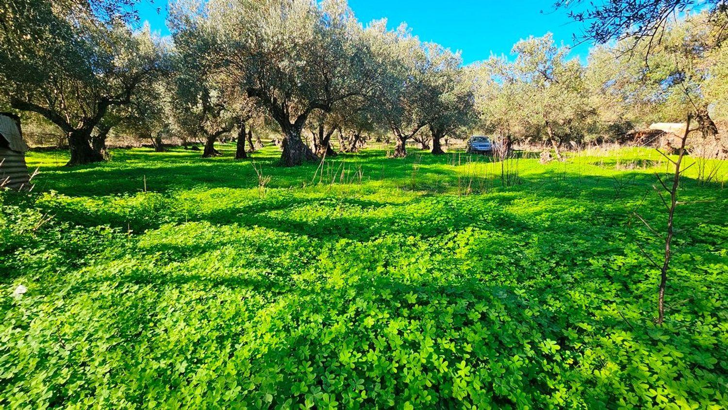 Building Site for Sale in Higuera de la Sierra