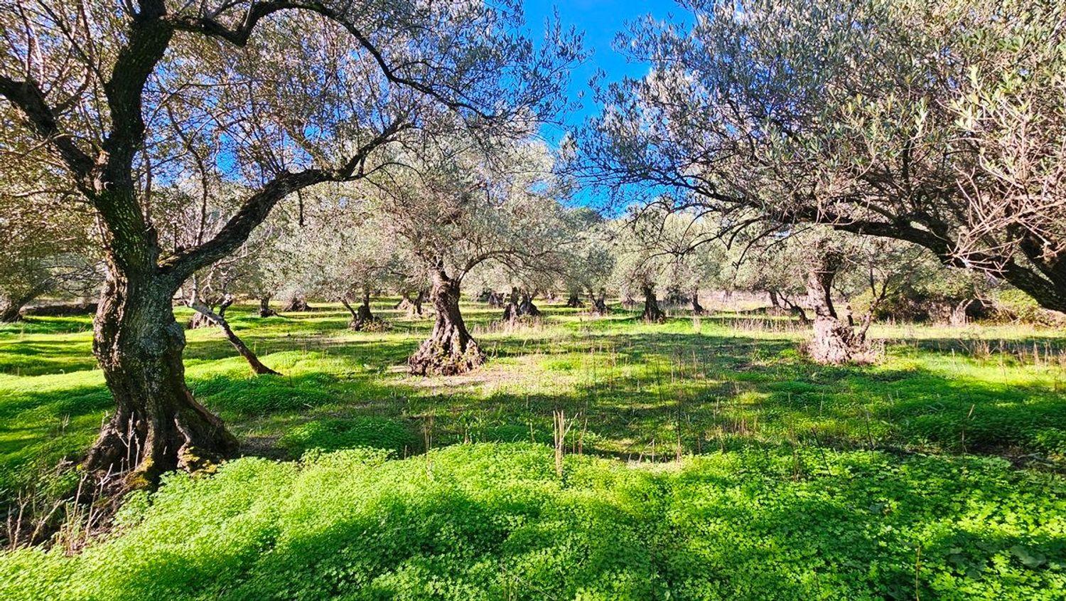 Building Site for Sale in Higuera de la Sierra