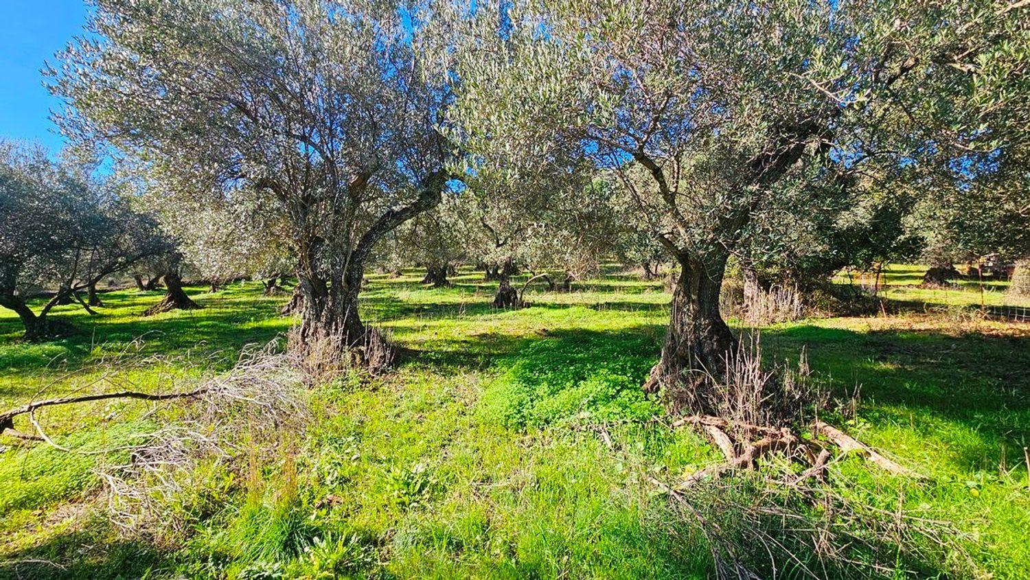Building Site for Sale in Higuera de la Sierra