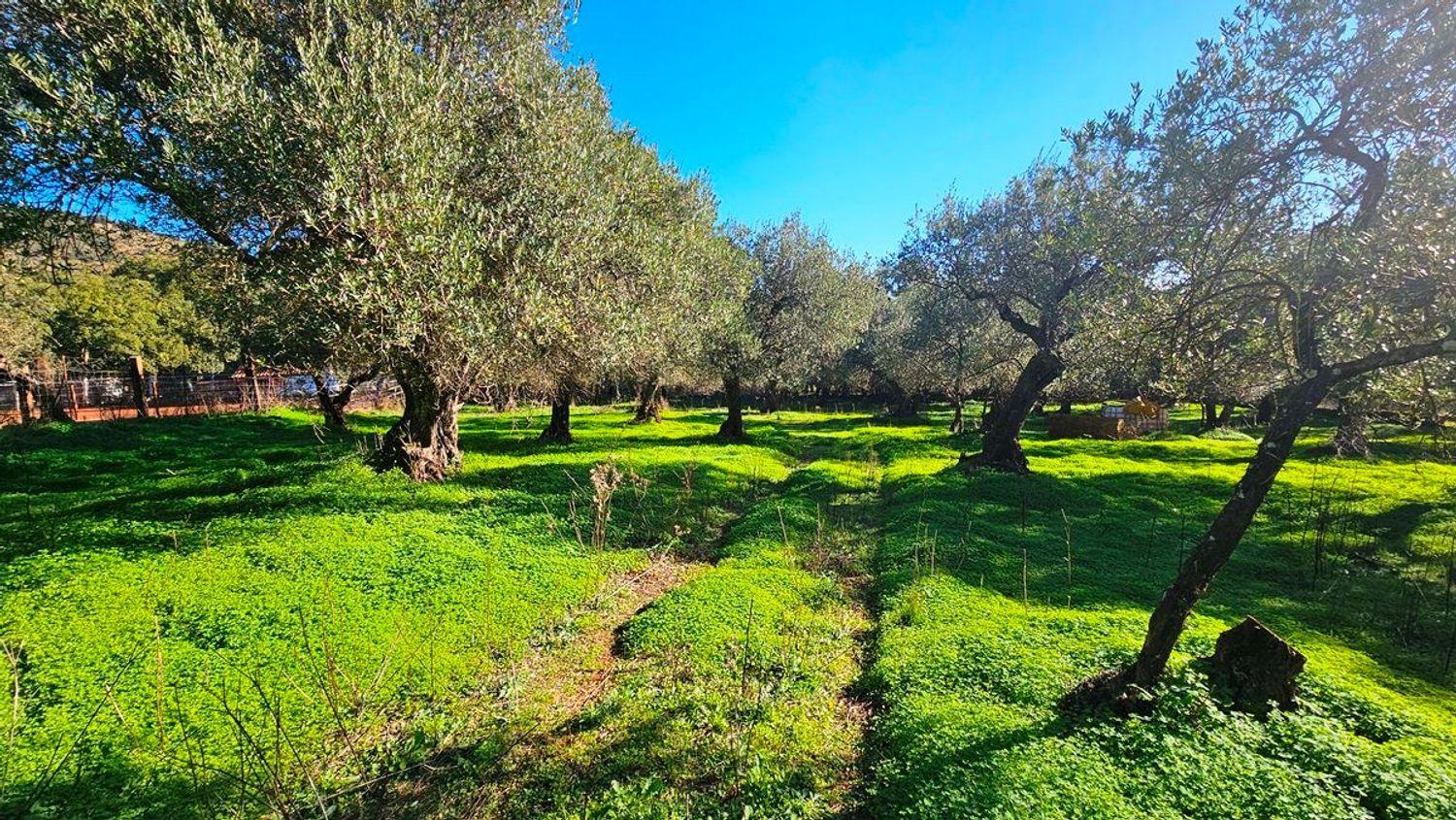 Building Site for Sale in Higuera de la Sierra