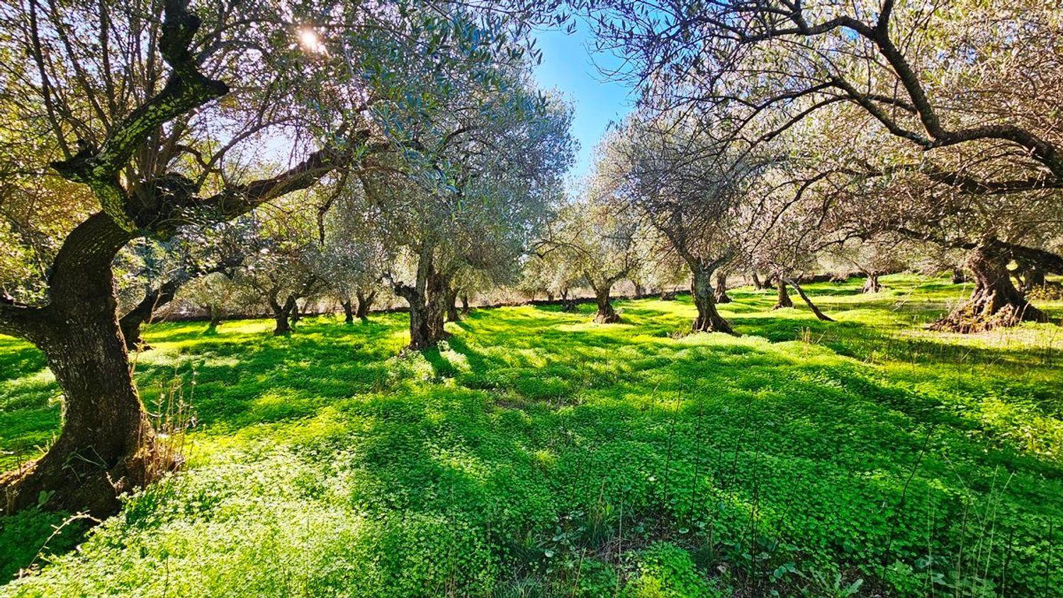 Building Site for Sale in Higuera de la Sierra