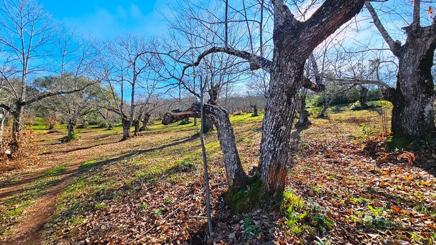 Building Site for Sale in Galaroza