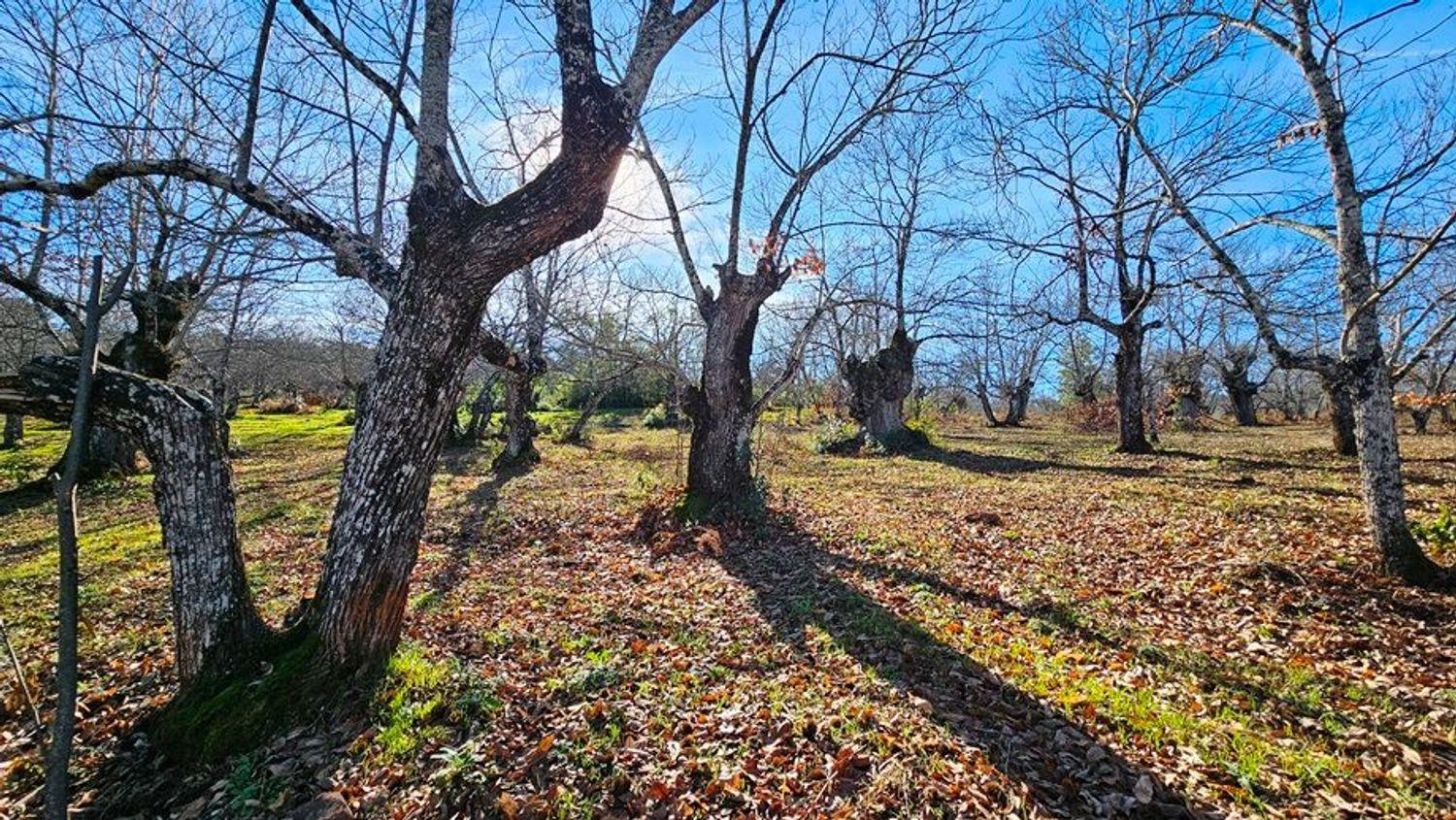 Building Site for Sale in Galaroza