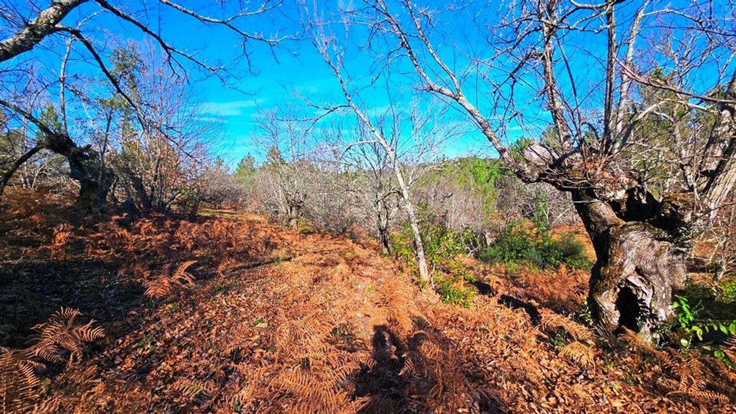 Building Site for Sale in Galaroza