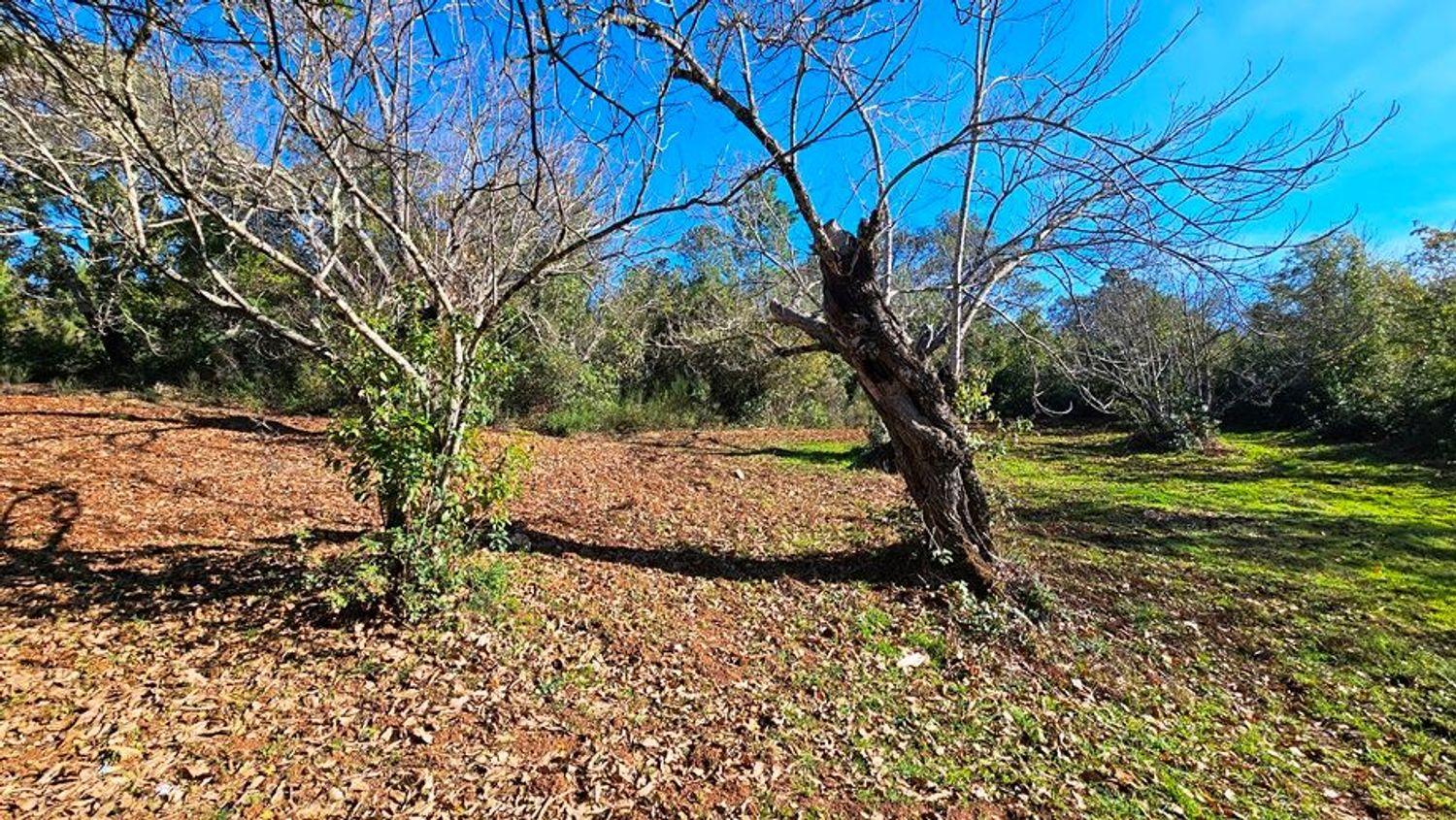 Building Site for Sale in Galaroza