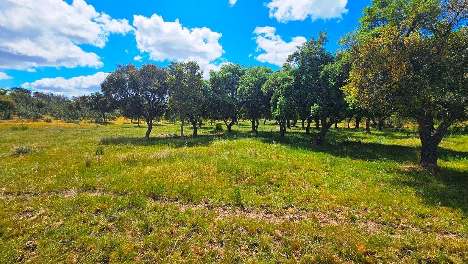 Casa en Venta en Almonaster la Real