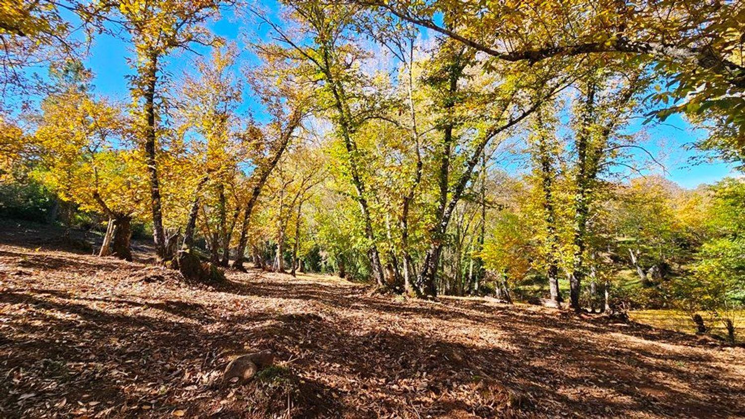 Building Site for Sale in Galaroza