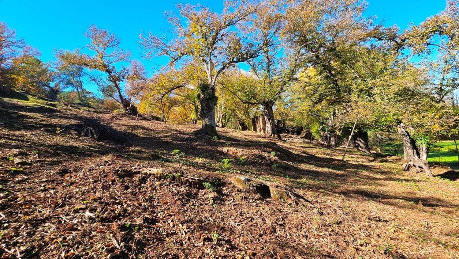 Building Site for Sale in Galaroza