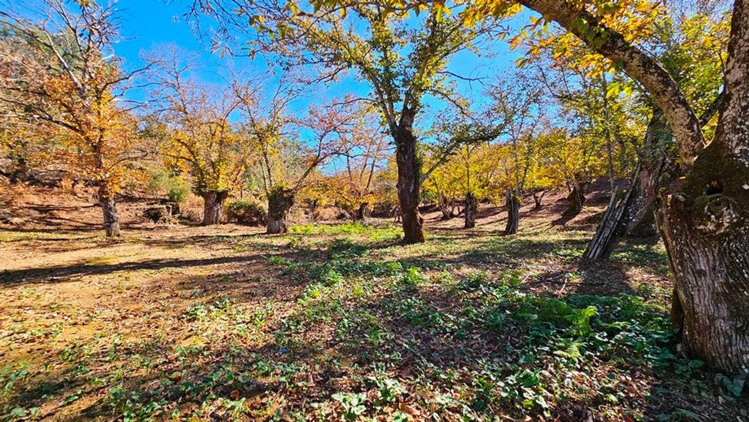 Building Site for Sale in Galaroza