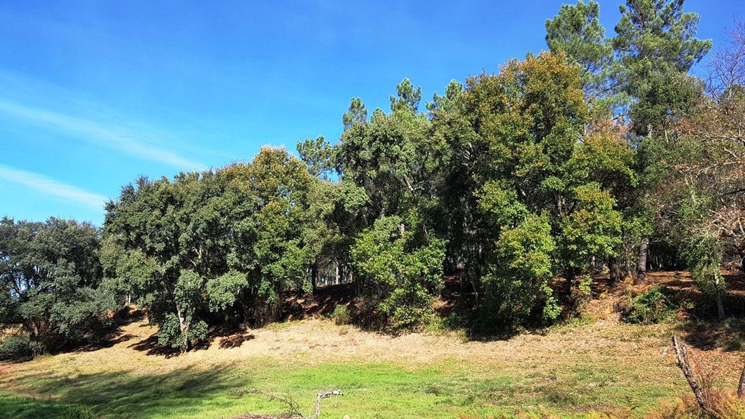 Building Site for Sale in Galaroza