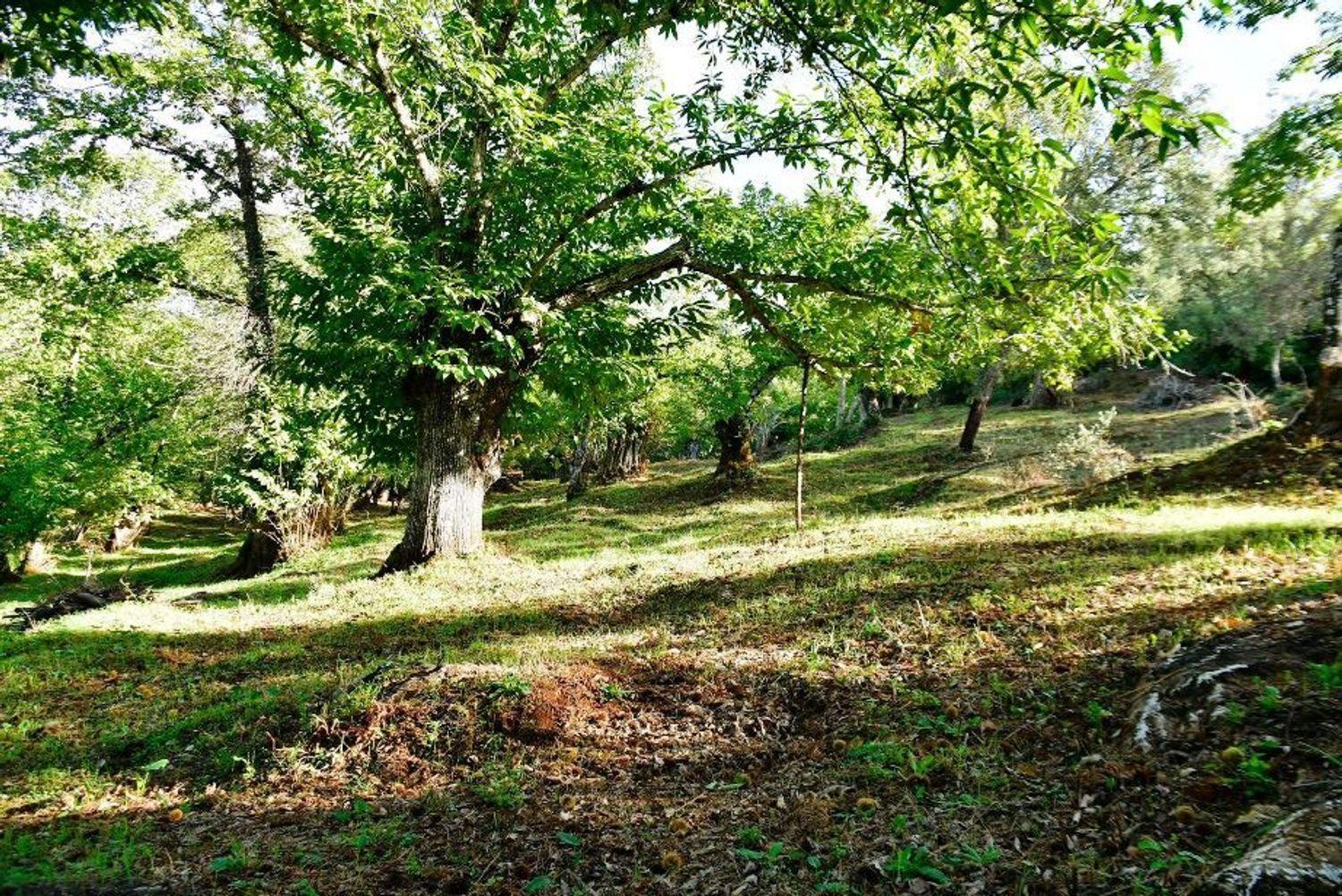 Building Site for Sale in Galaroza