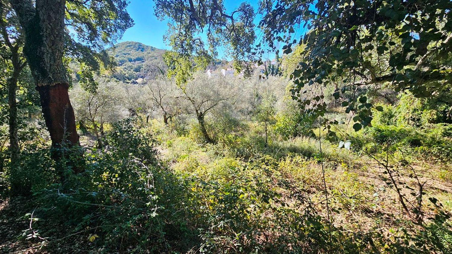Solar en Venta en Santa Ana la Real