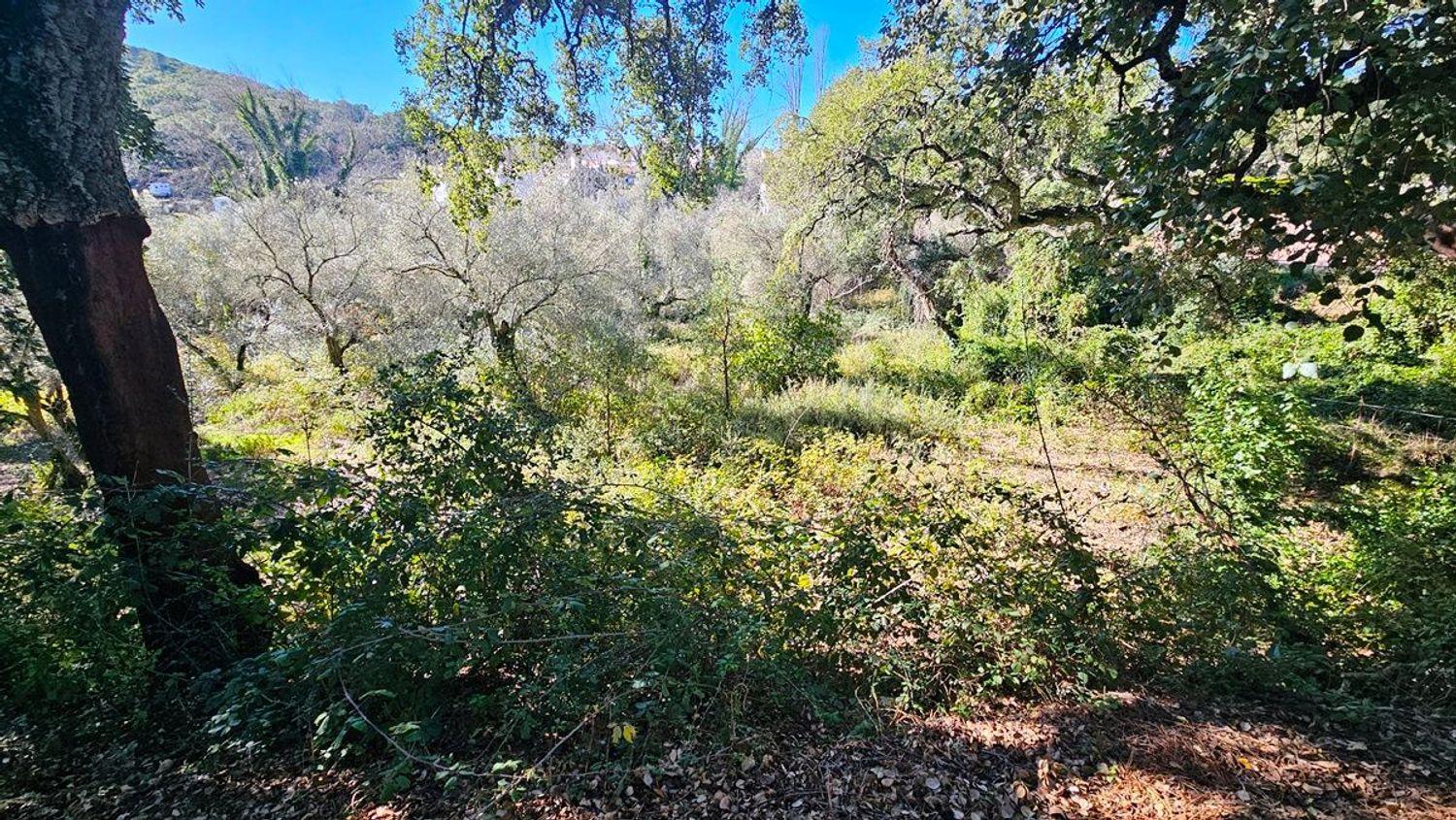Solar en Venta en Santa Ana la Real