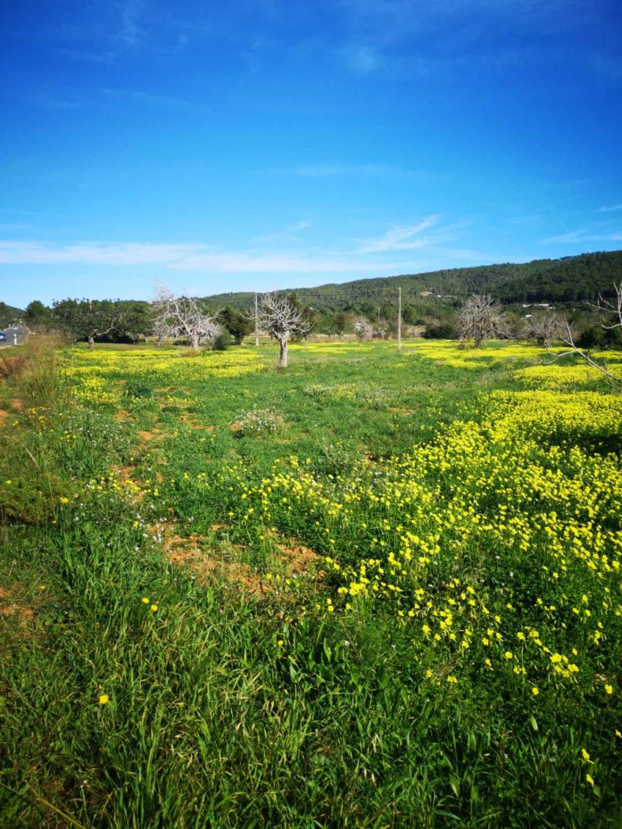 Plot for Sale in Sant Joan de Labritja