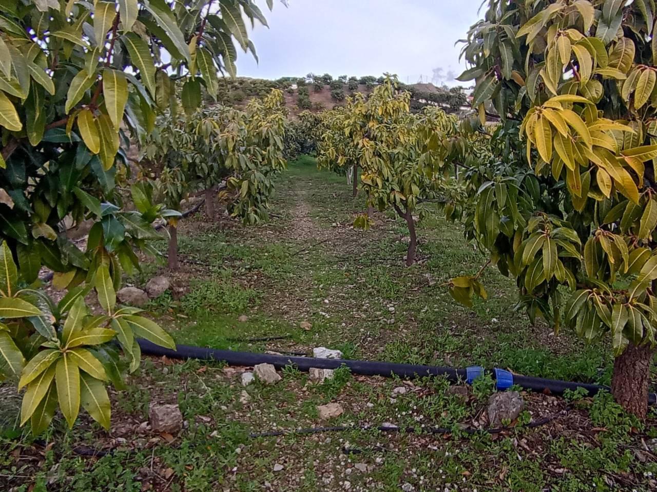 Building Site for Sale in Vélez-Málaga