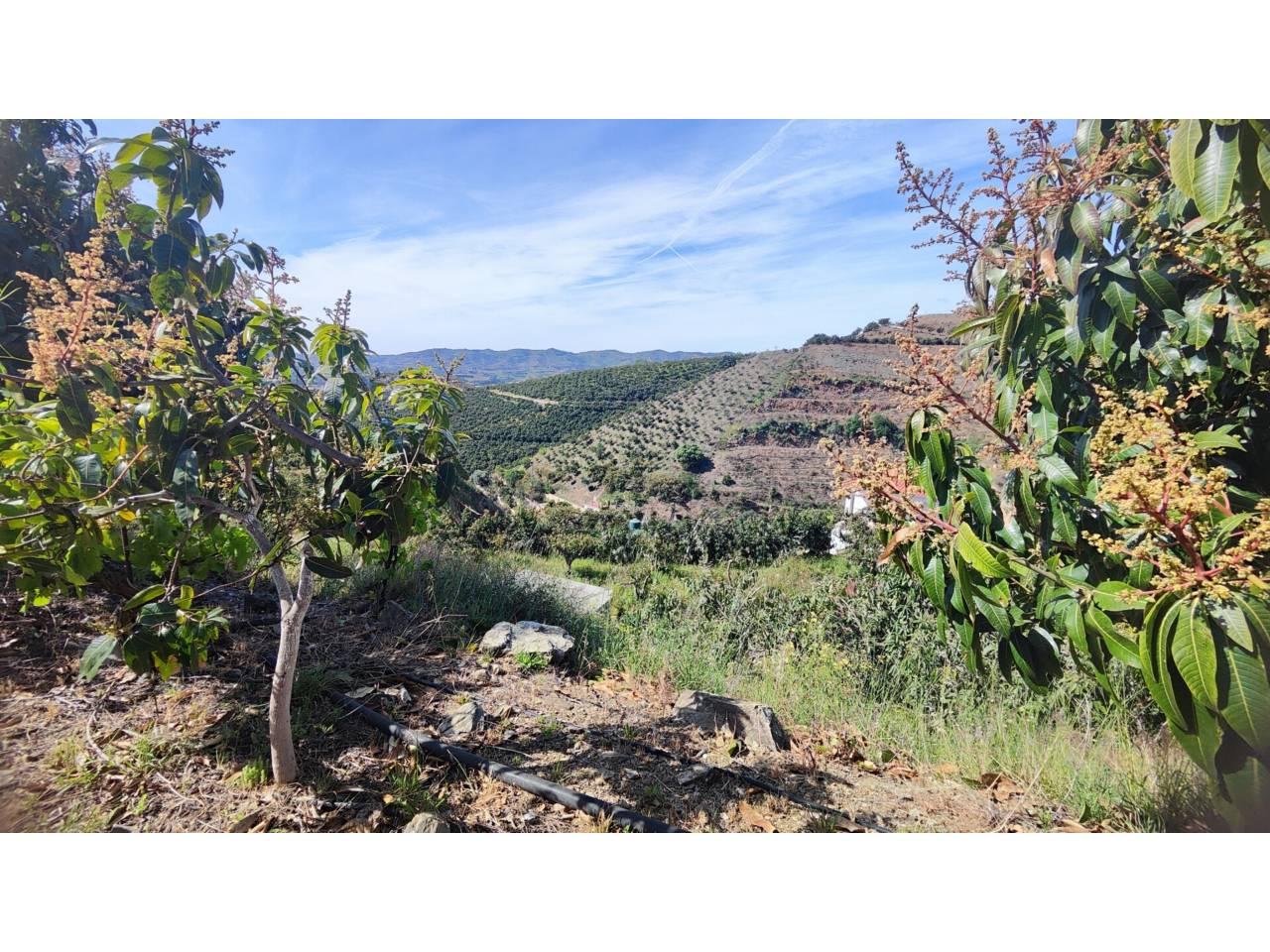 Building Site for Sale in Vélez-Málaga