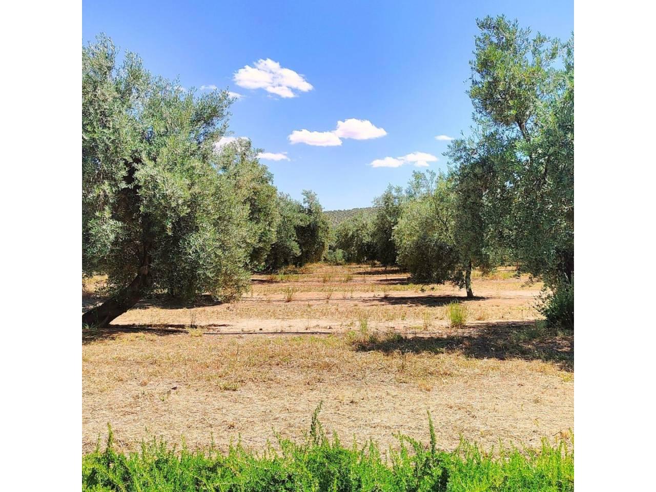 Building Site for Sale in Bailén