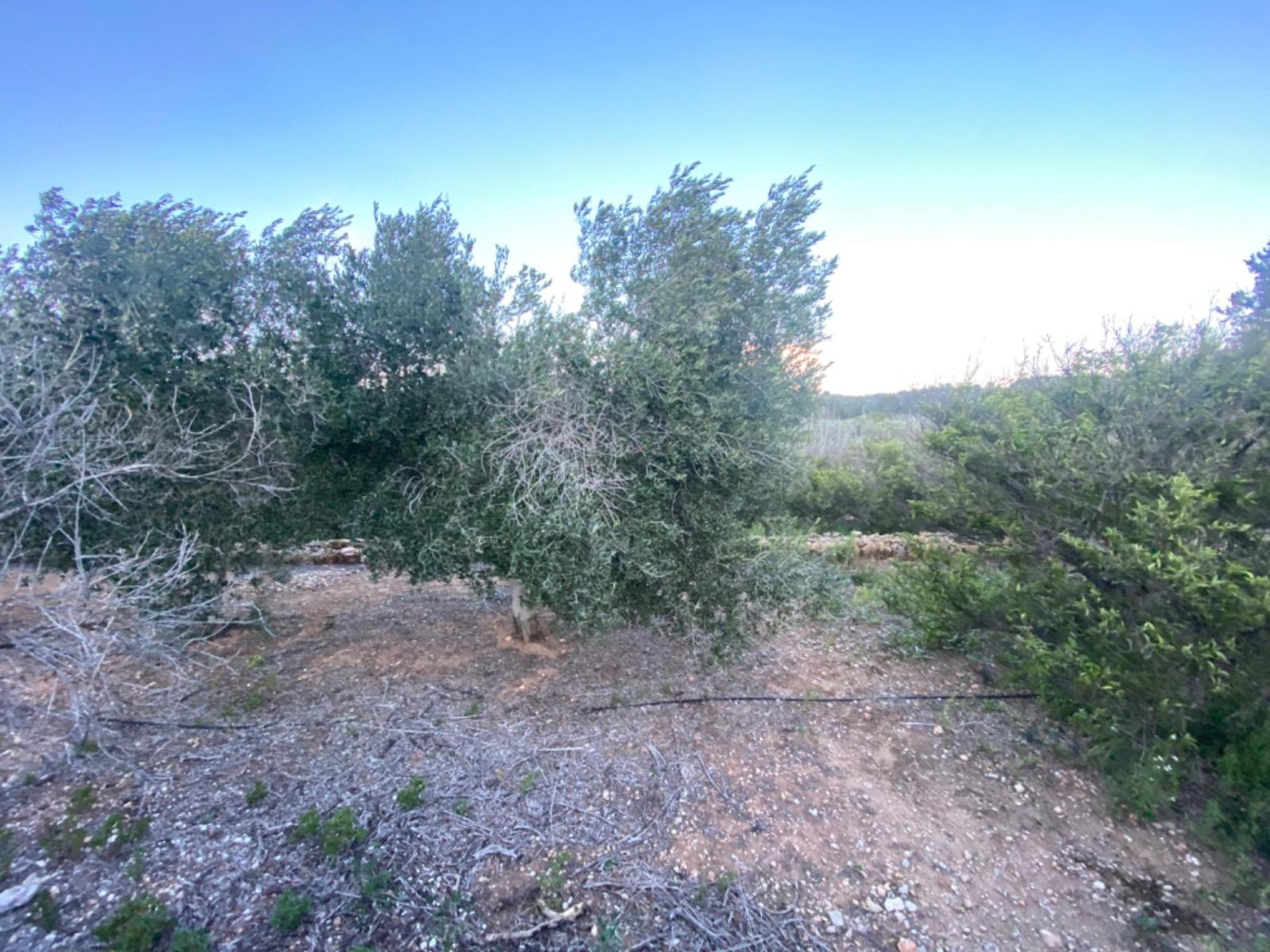 Finca en Venta en Masdenverge