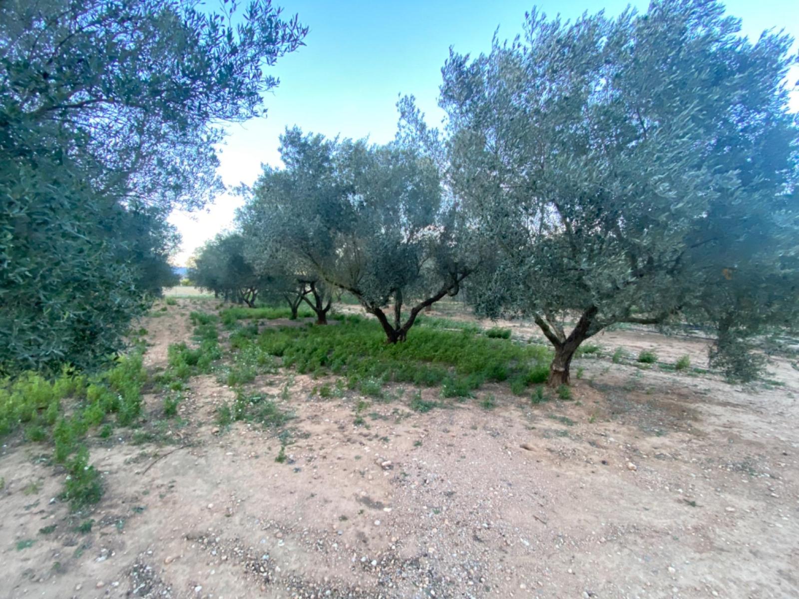 Finca en Venta en Masdenverge