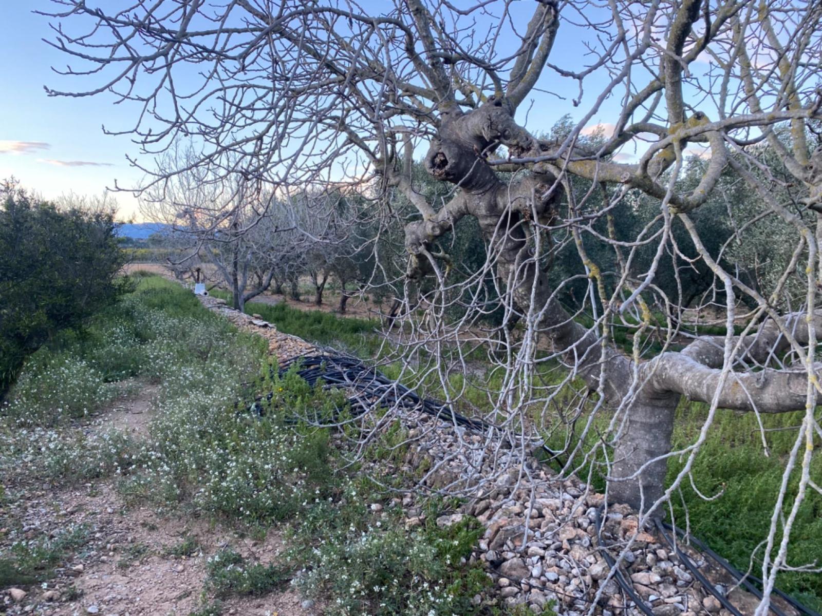 Finca en Venta en Masdenverge