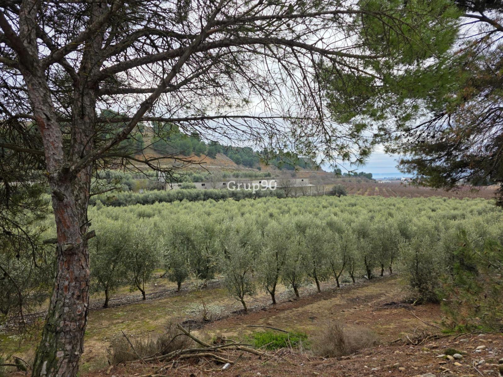 Plot for Sale in Alpicat