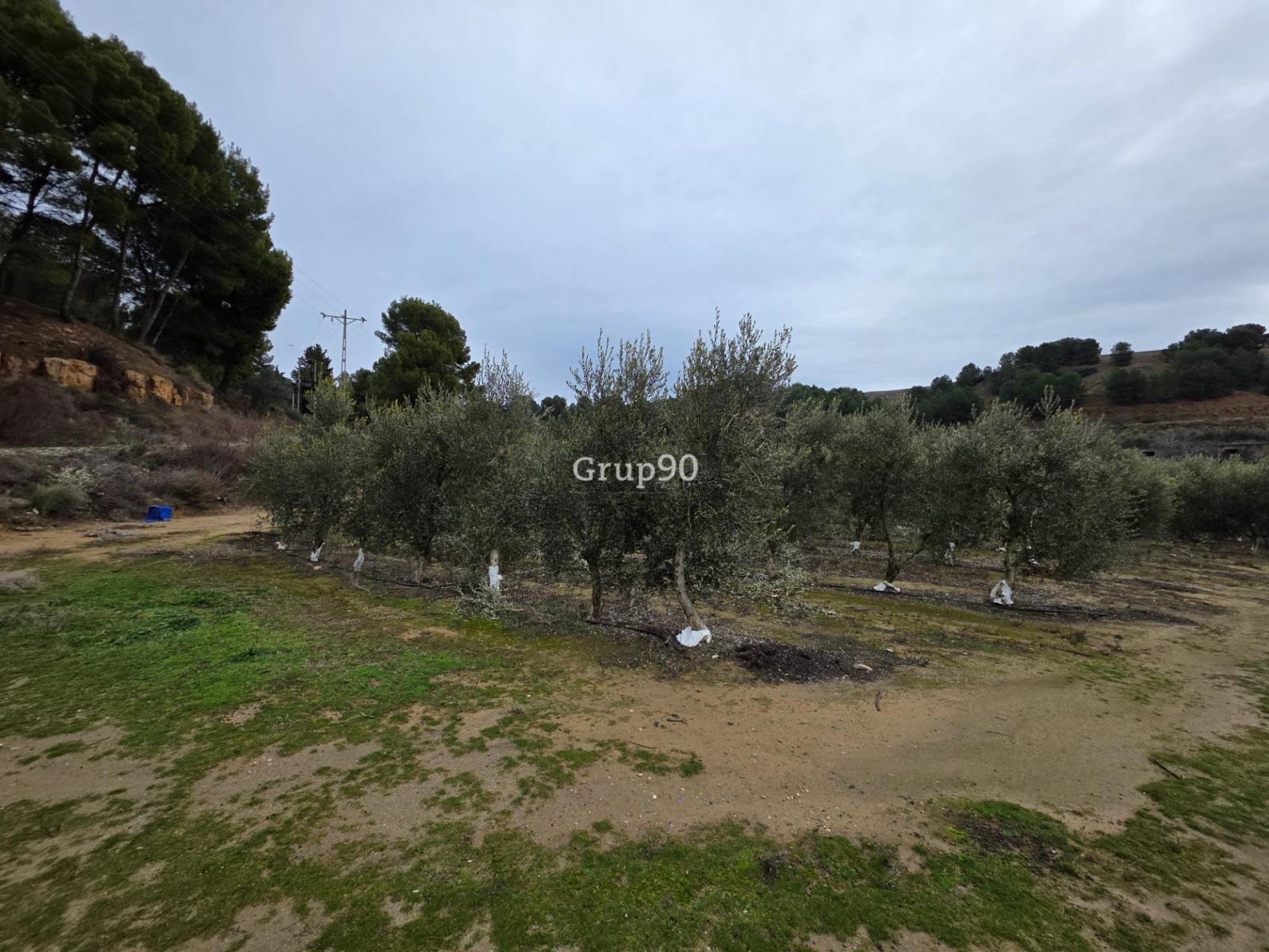 Plot for Sale in Alpicat