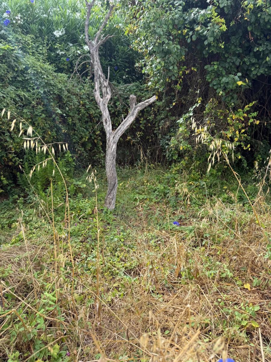 Plot for Sale in Estepona