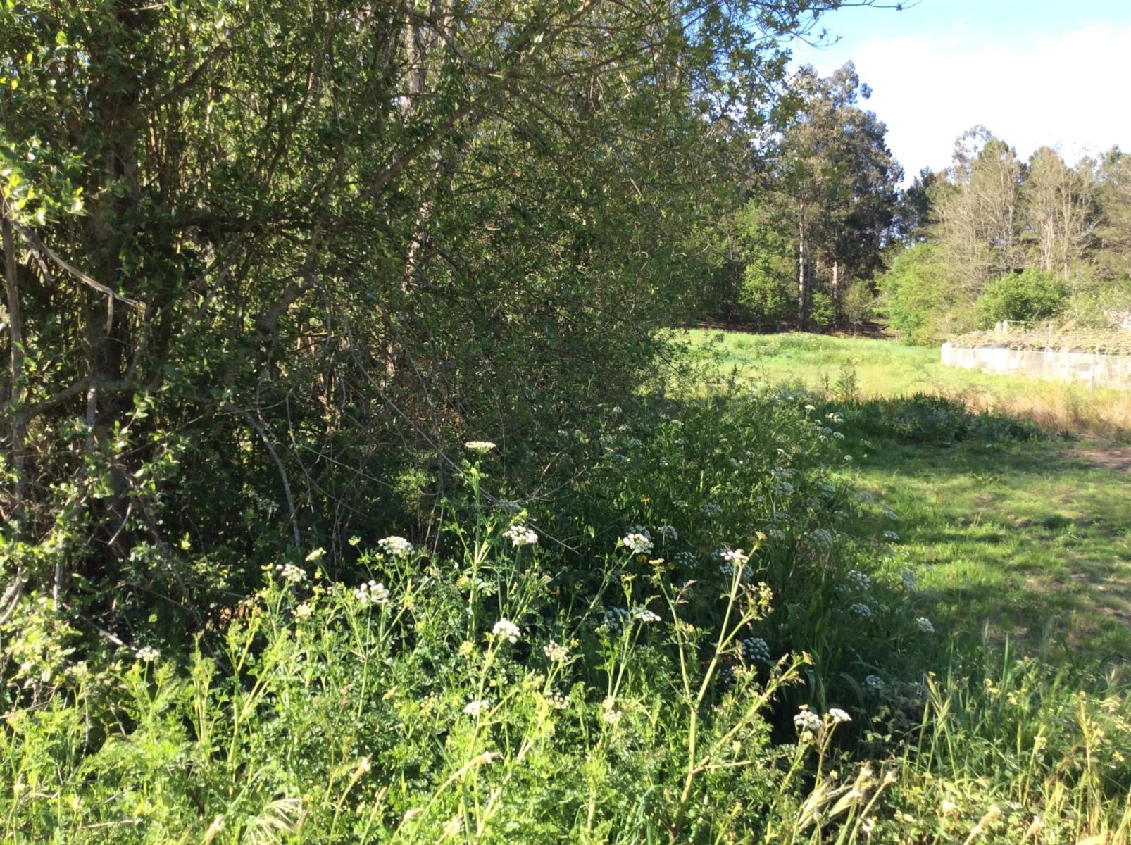 Plot for Sale in Estrada, A