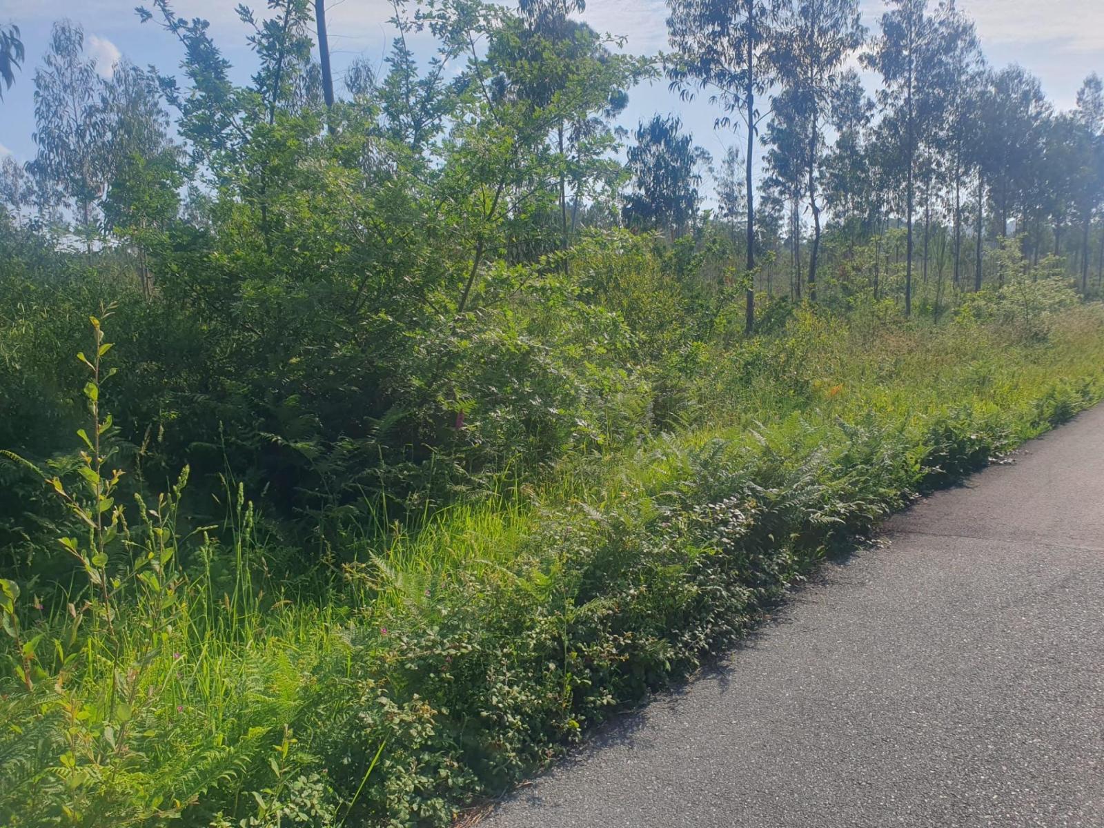Plot for Sale in Porto do Son