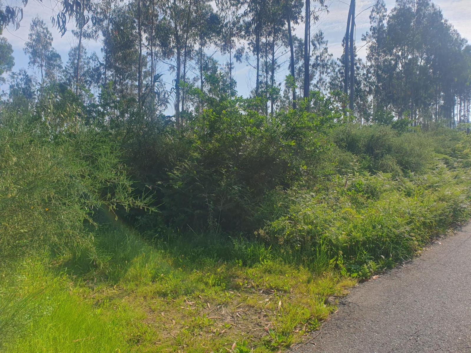Plot for Sale in Porto do Son