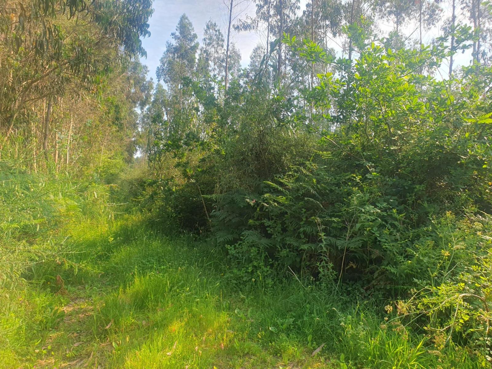 Plot for Sale in Porto do Son