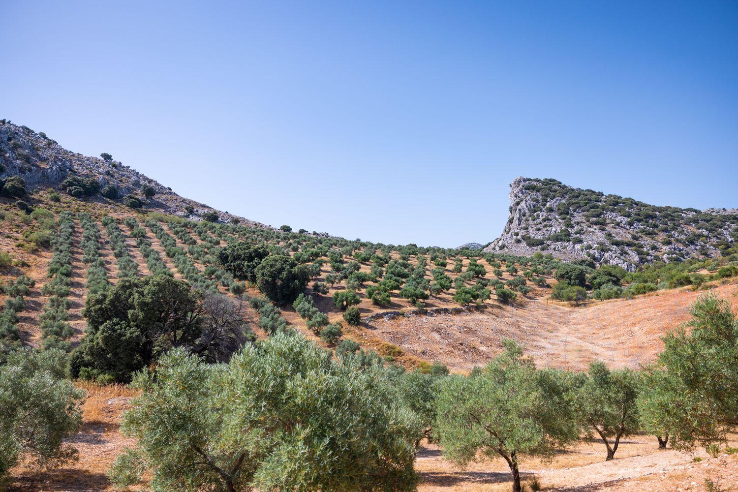 Building for Sale in Montejaque