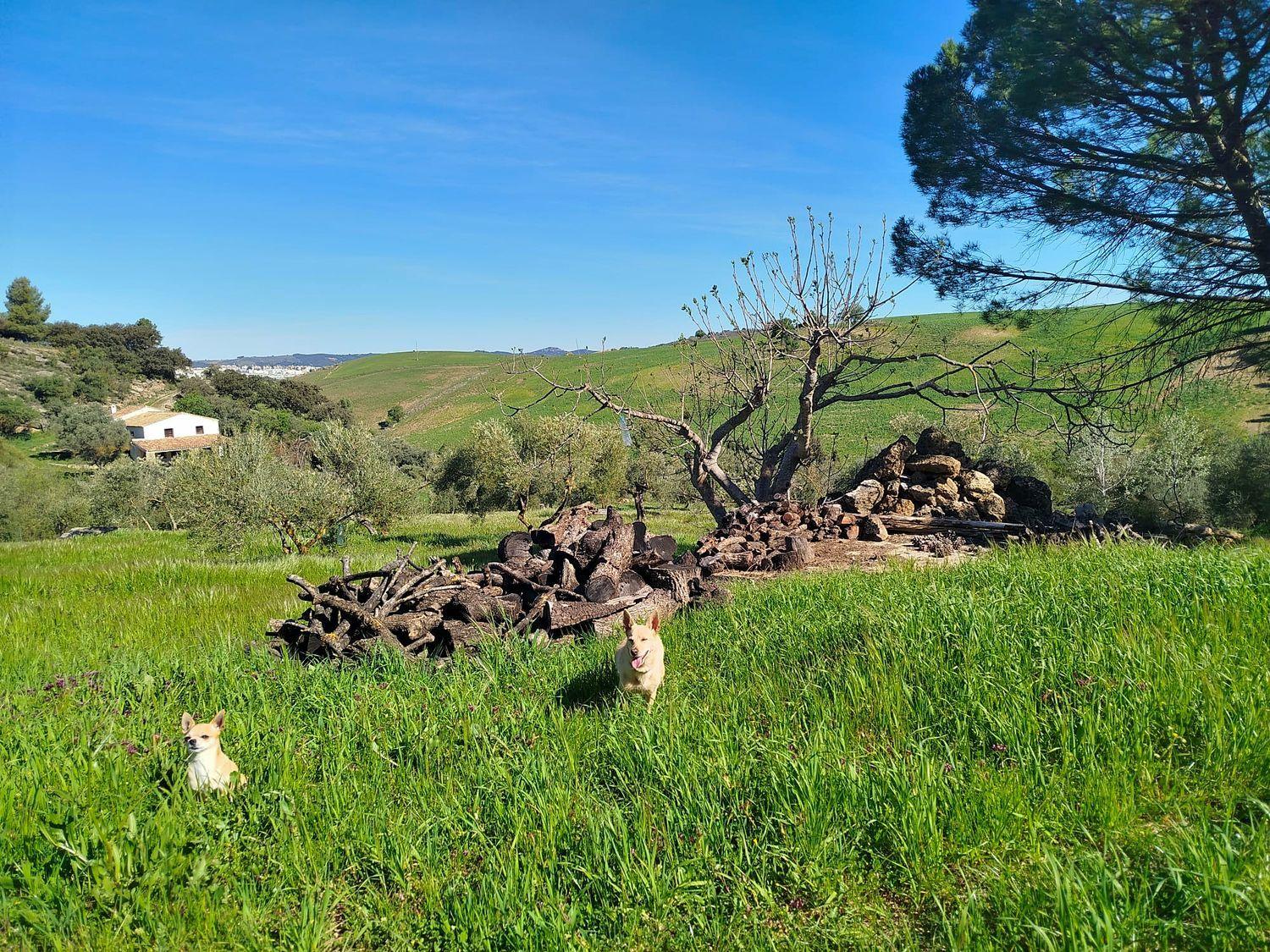 House for Sale in Ronda