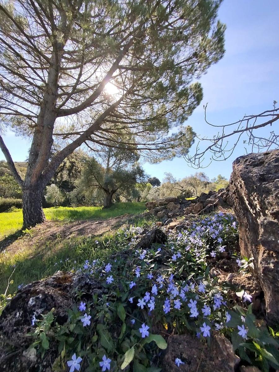 House for Sale in Ronda
