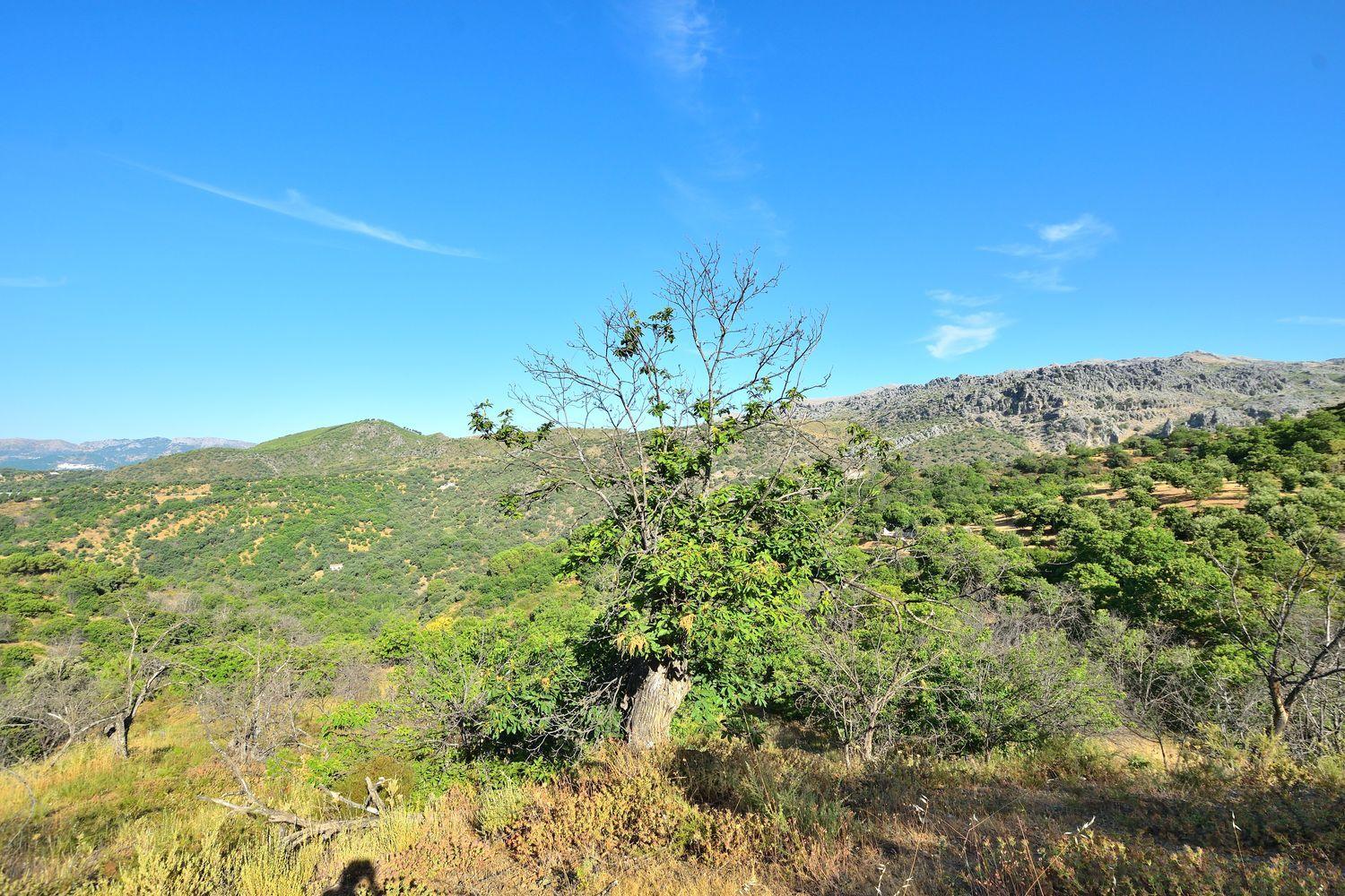 Building Site for Sale in Cartajima