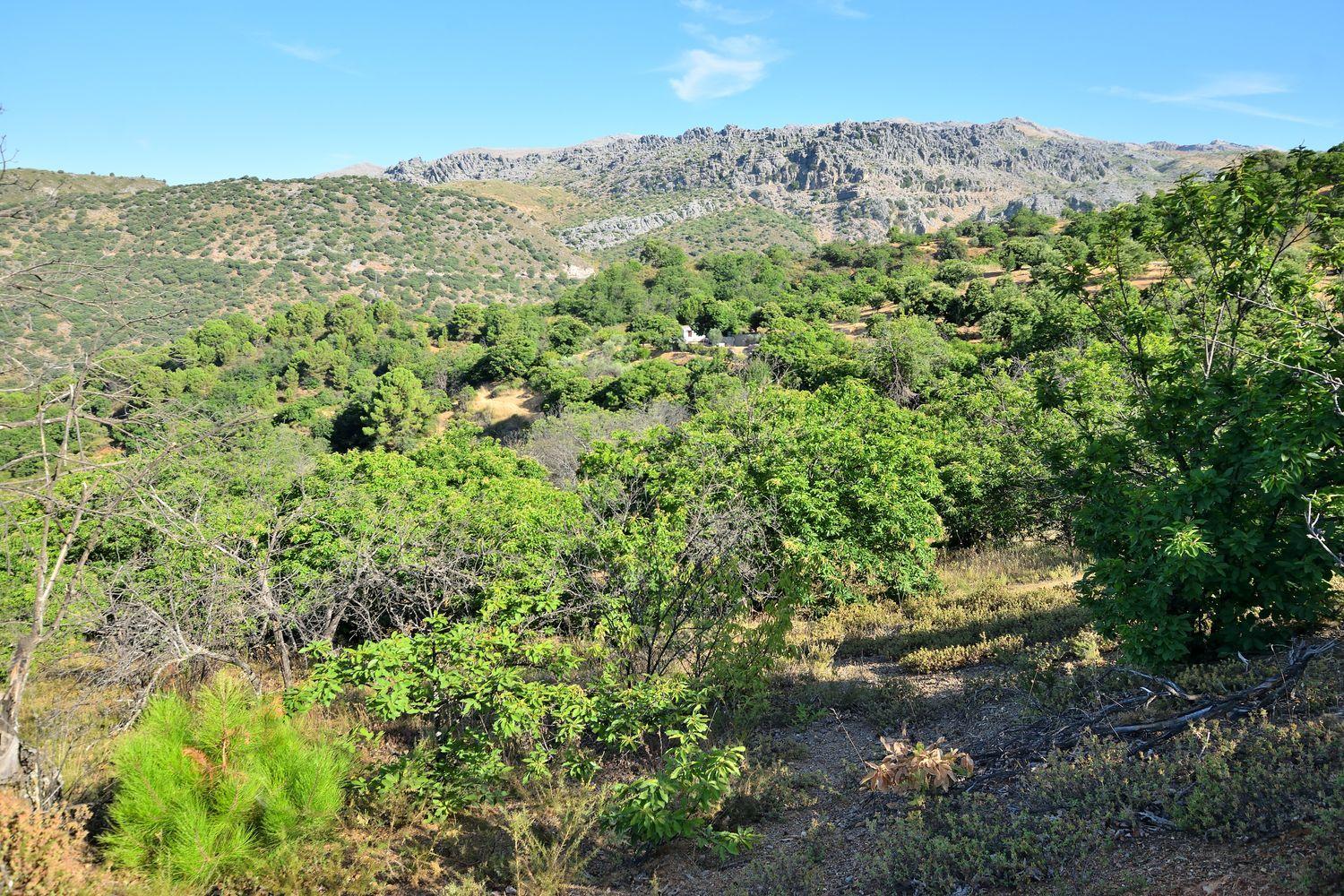 Building Site for Sale in Cartajima