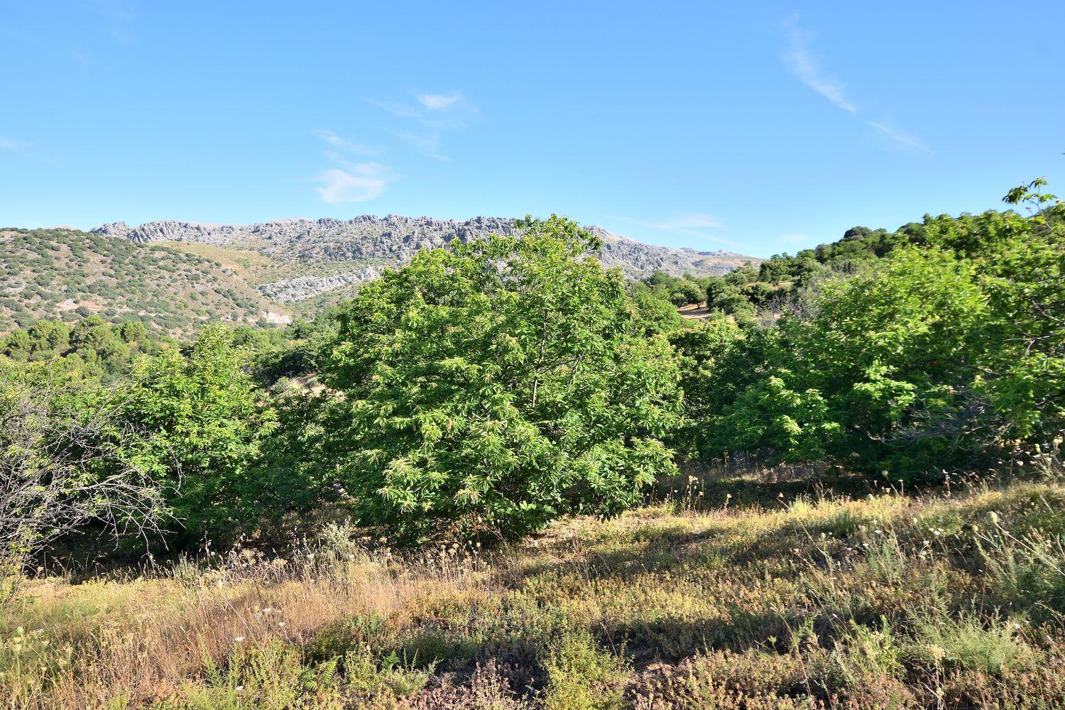 Building Site for Sale in Cartajima