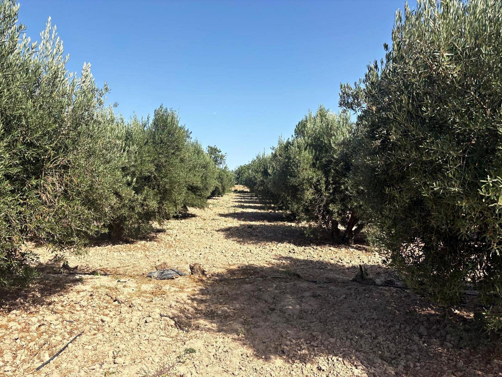 Plot for Sale in Totana