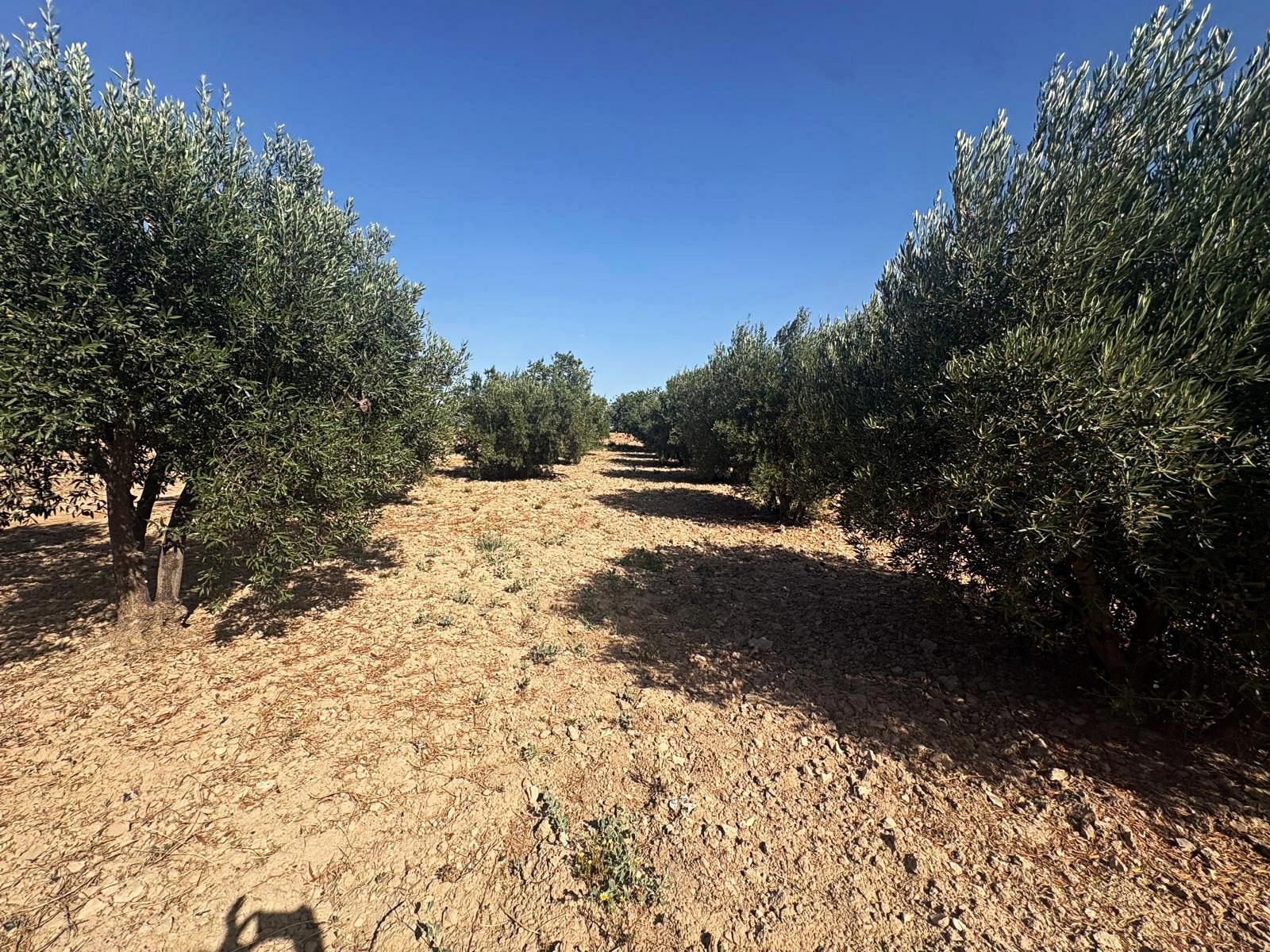Plot for Sale in Totana