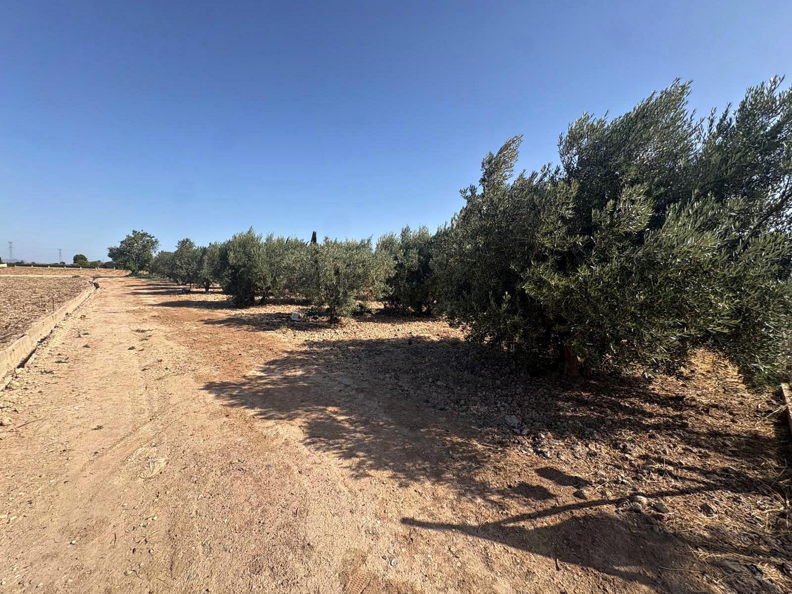 Plot for Sale in Totana