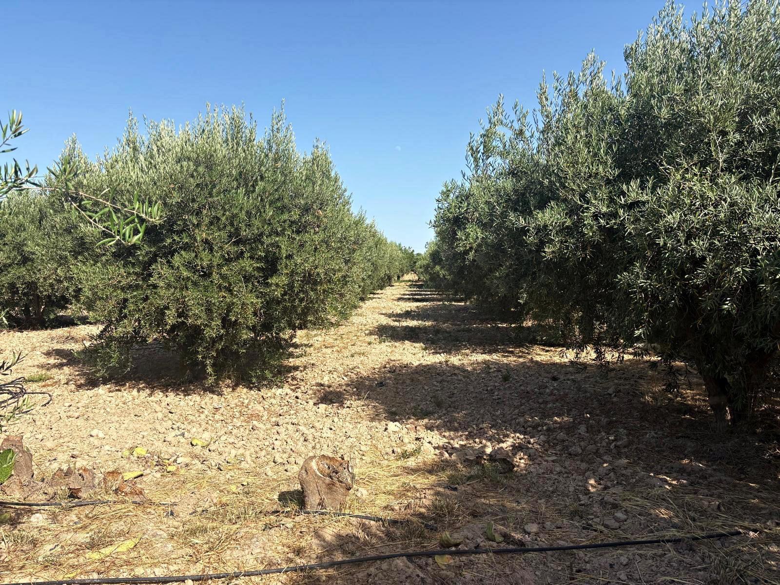 Plot for Sale in Totana