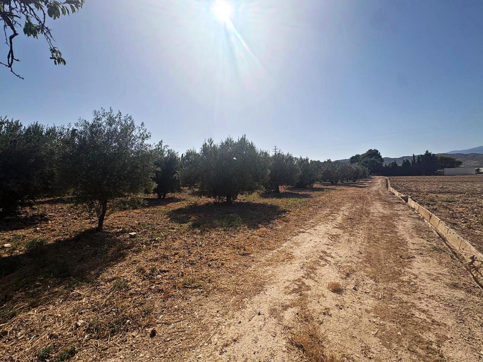 Plot for Sale in Totana