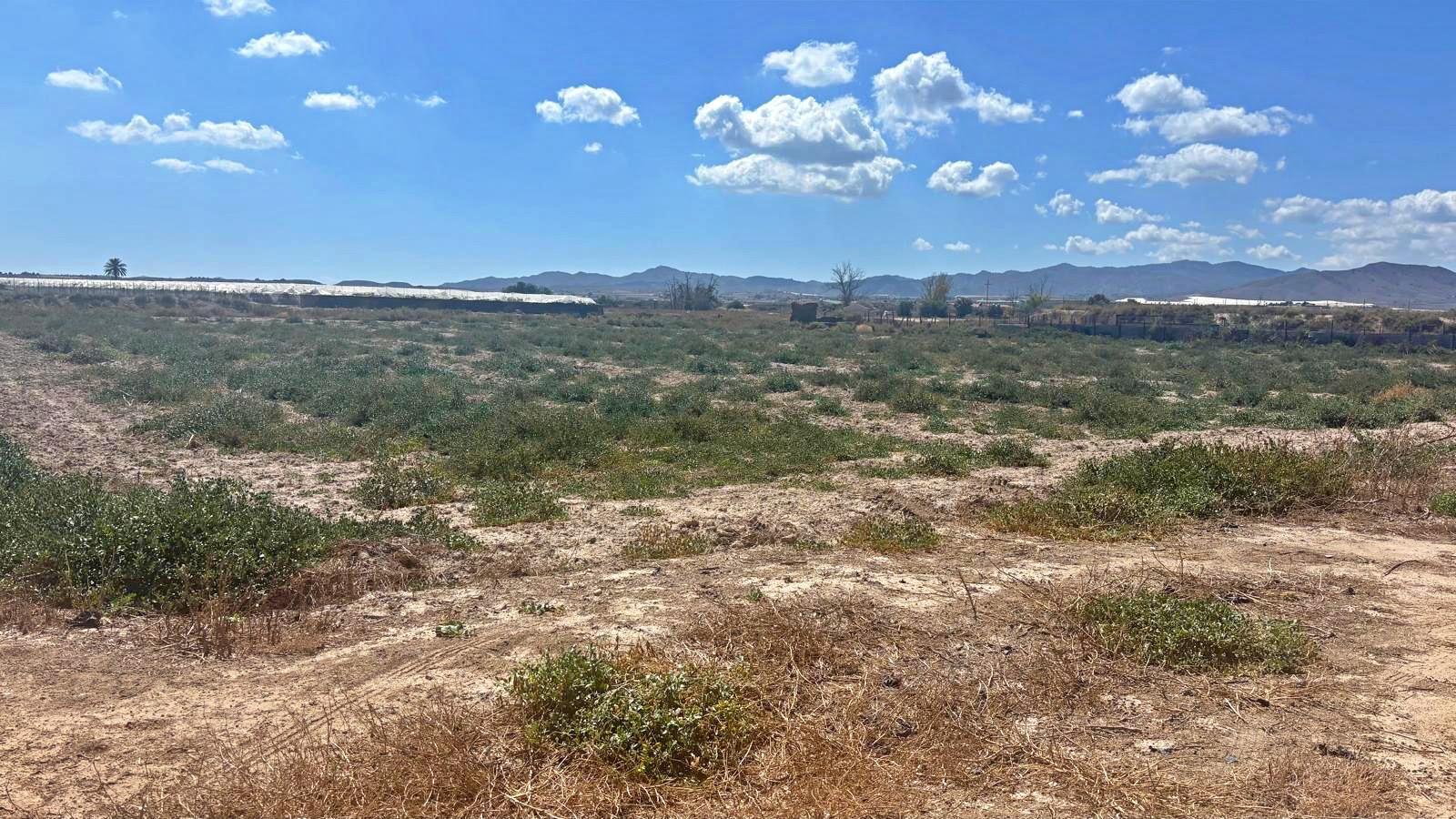 Plot for Sale in Totana