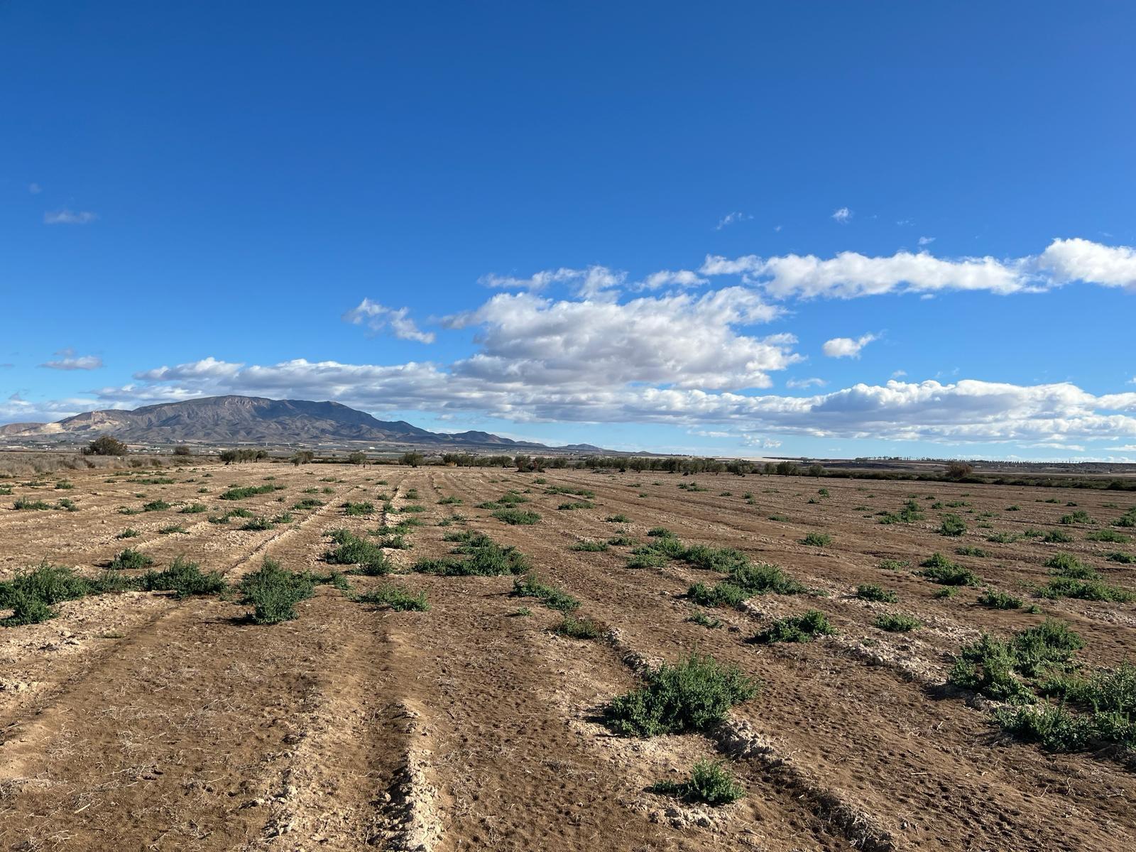 Plot for Sale in Alhama de Murcia