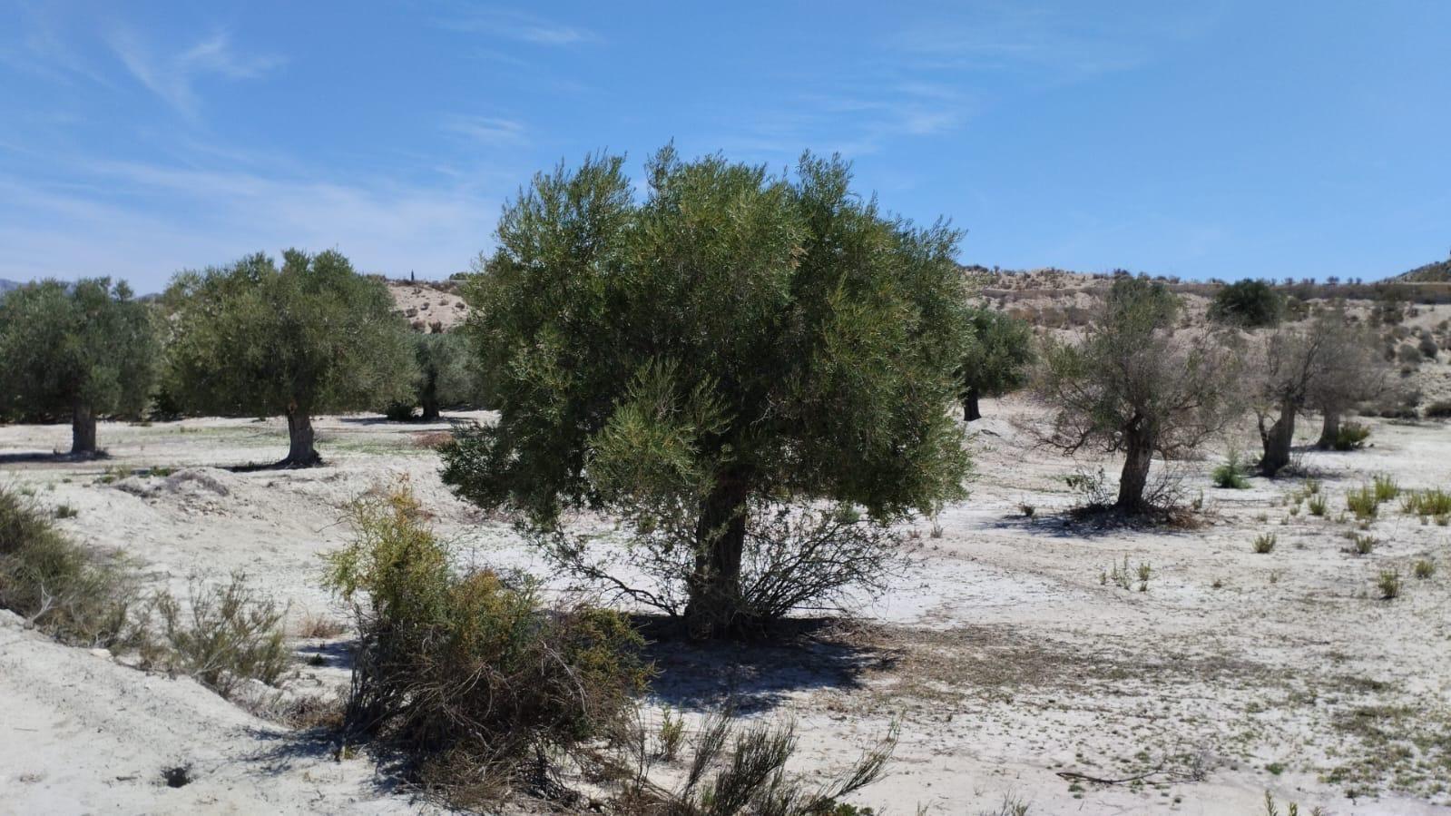 Parcela en Venta en Molina de Segura
