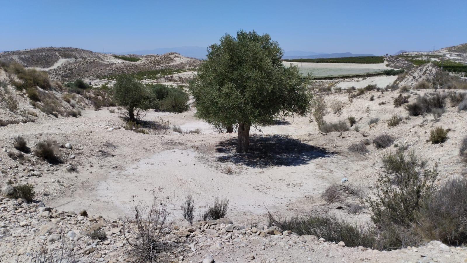 Parcela en Venta en Molina de Segura